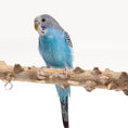 Load image into Gallery viewer, Bird Playground Interactive Platform Stand Pole Solid Wood Frame
