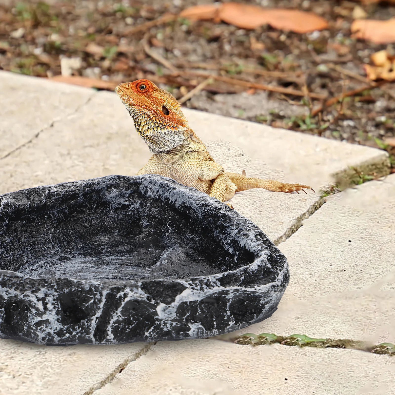 Reptile Water Basin Holder fo rSpider Food Dish Pet Feeding Bowls Container Resin Tortoise Habitat