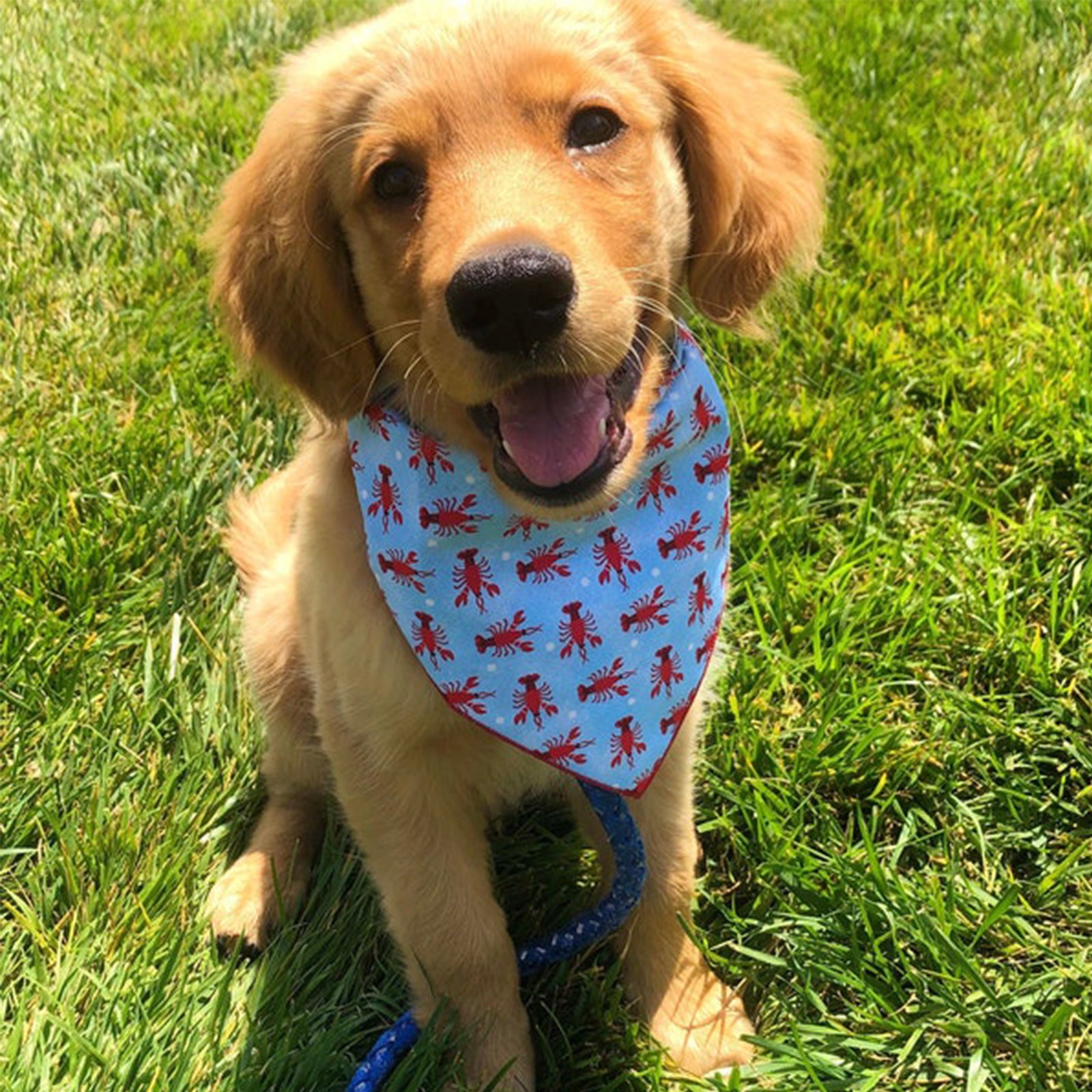 Single-layer Printed Dog Triangle Towel