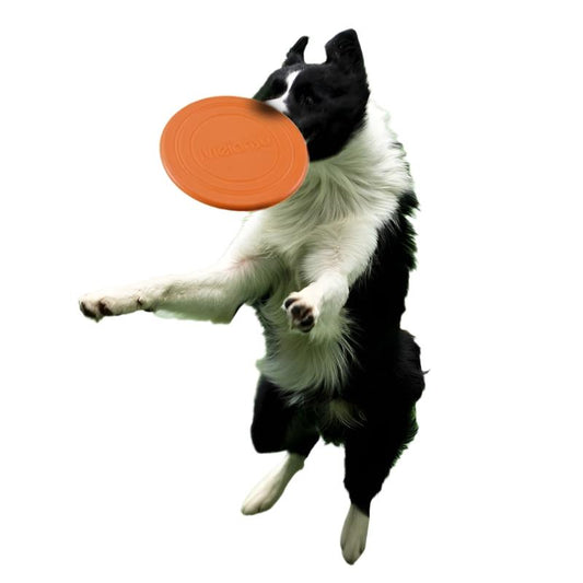 Training Ring Frisbee  Bite-Resistant Disc